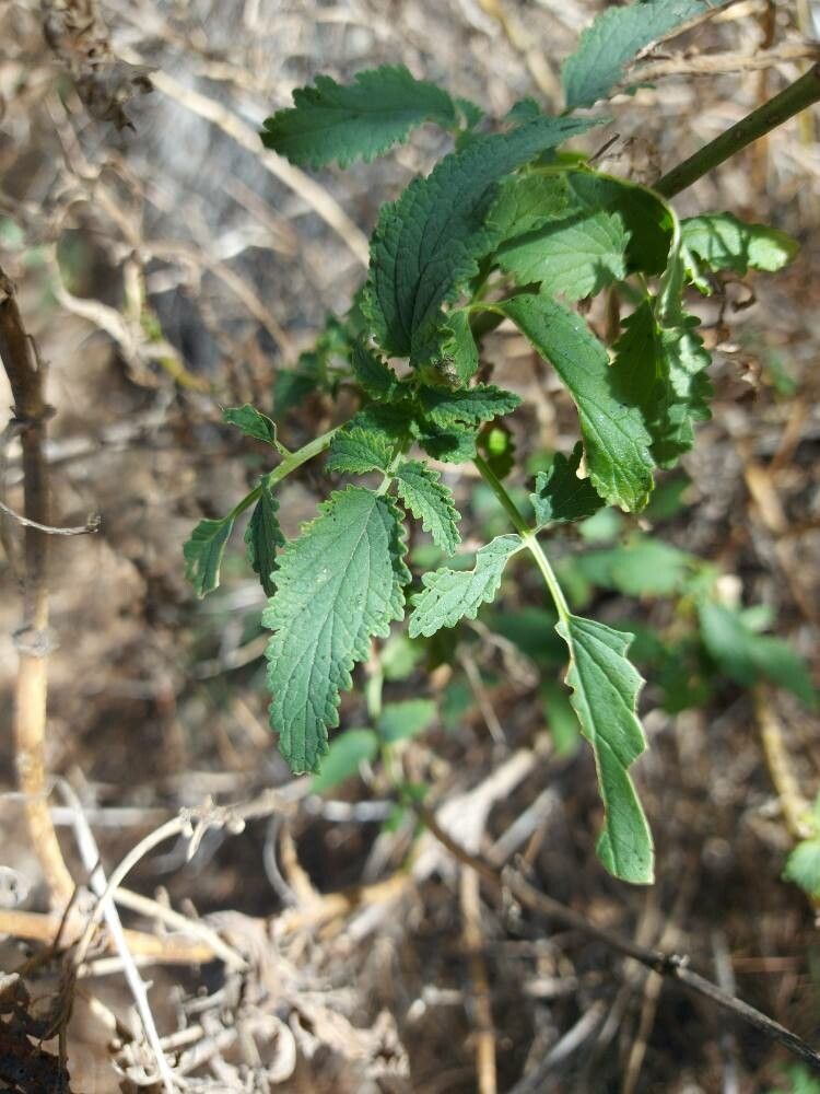 Scrophularia calliantha leaf