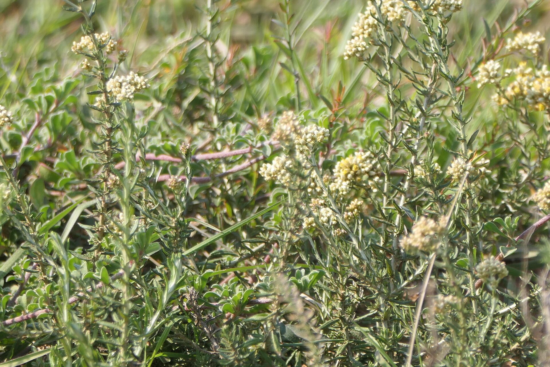 Helichrysum rosum bark