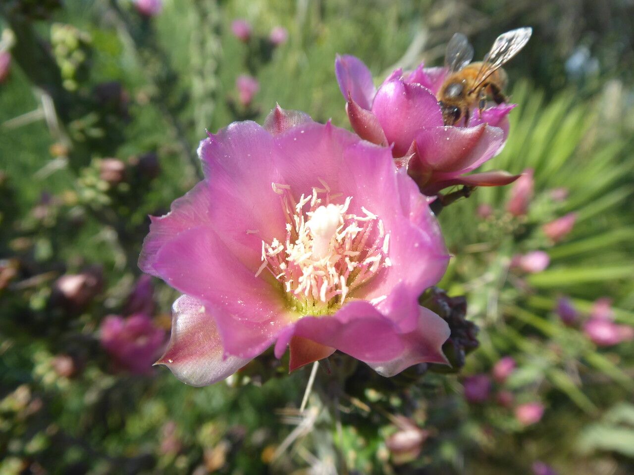 Cylindropuntia kleiniae flower