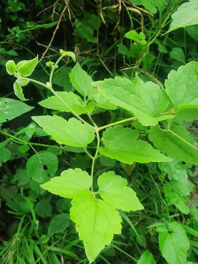 Clematis brachiata leaf