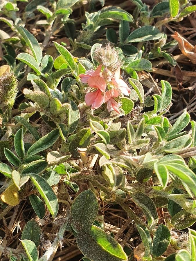 Indigofera volkensii habit