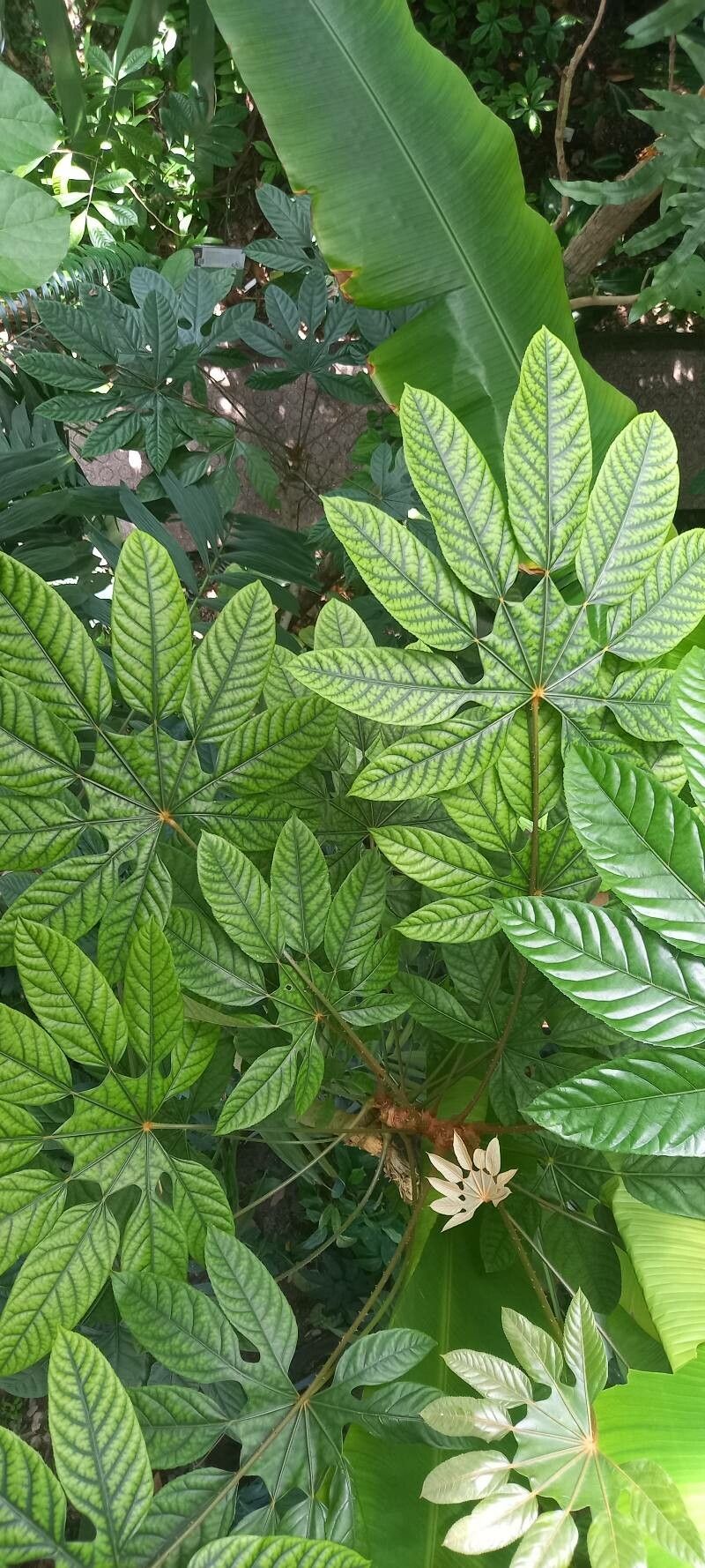 Trevesia burckii — search result for 'Araliaceae'