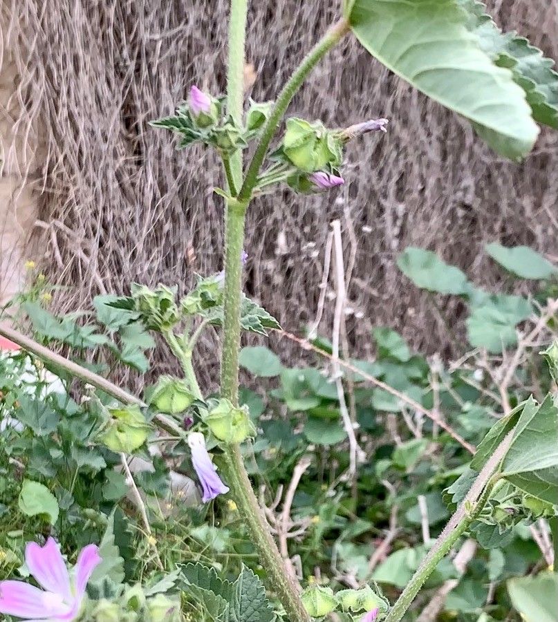 Lavatera cretica fruit