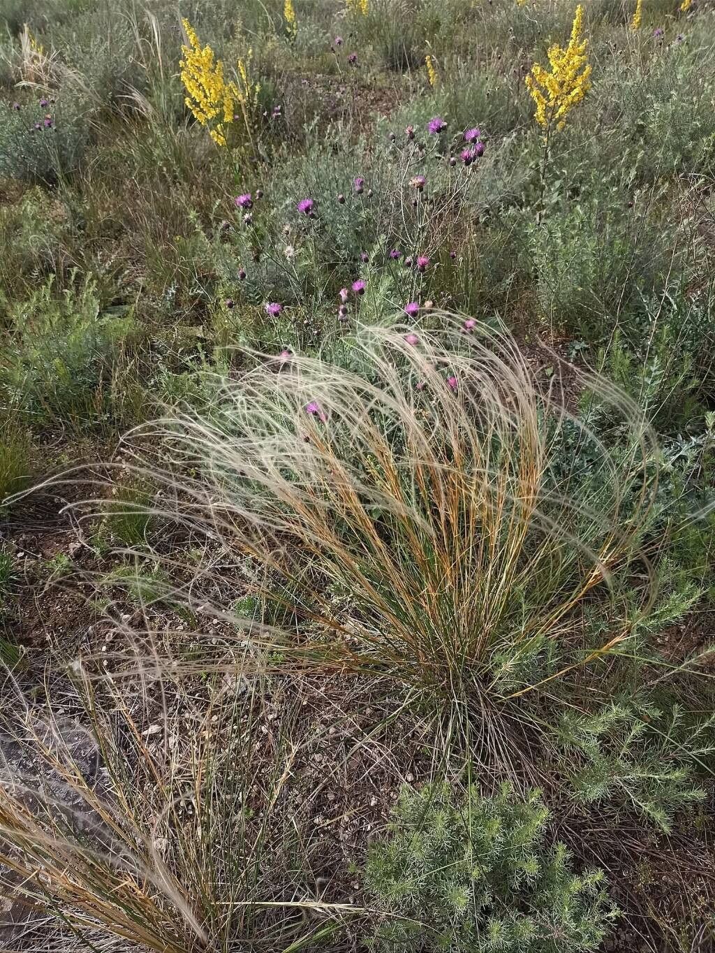 Stipa tirsa flower