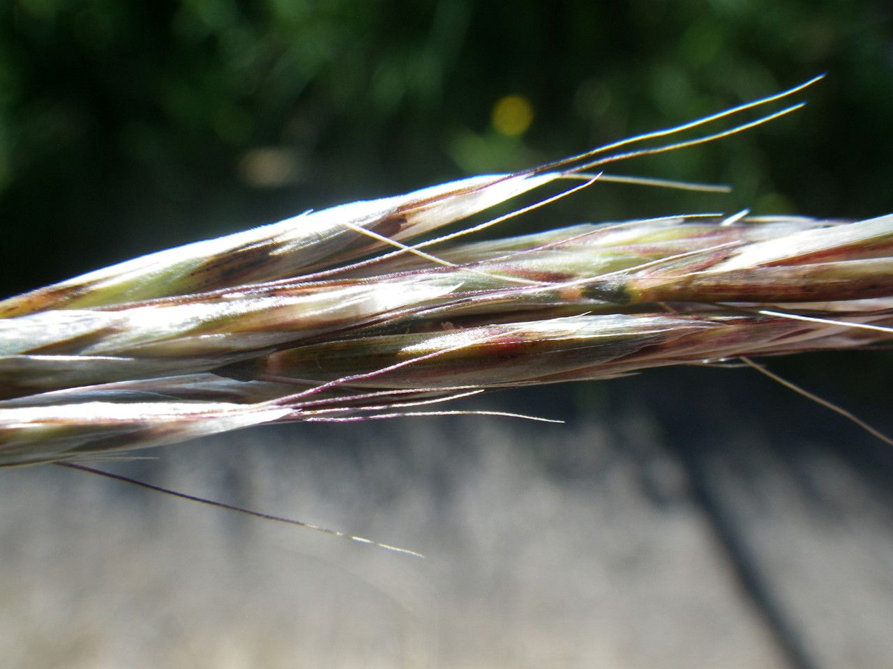 Helictochloa pratensis fruit