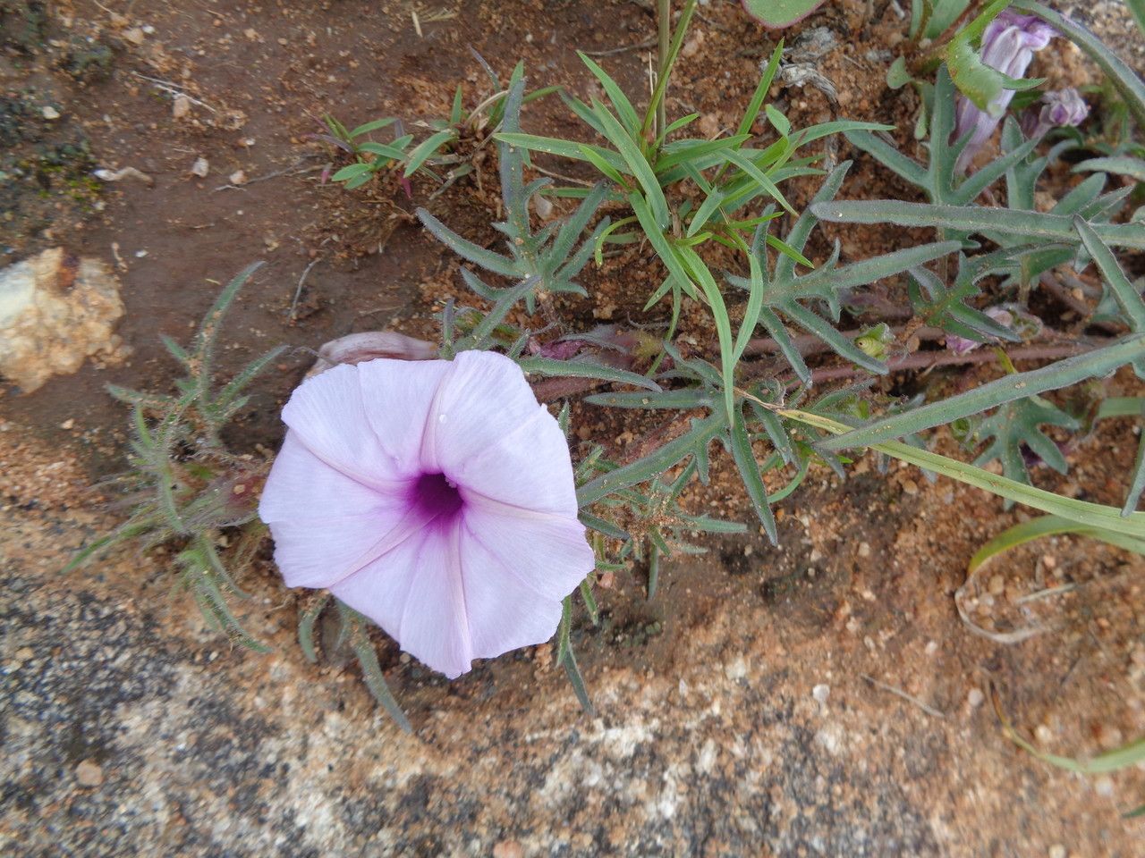 Ipomoea oenotherae other