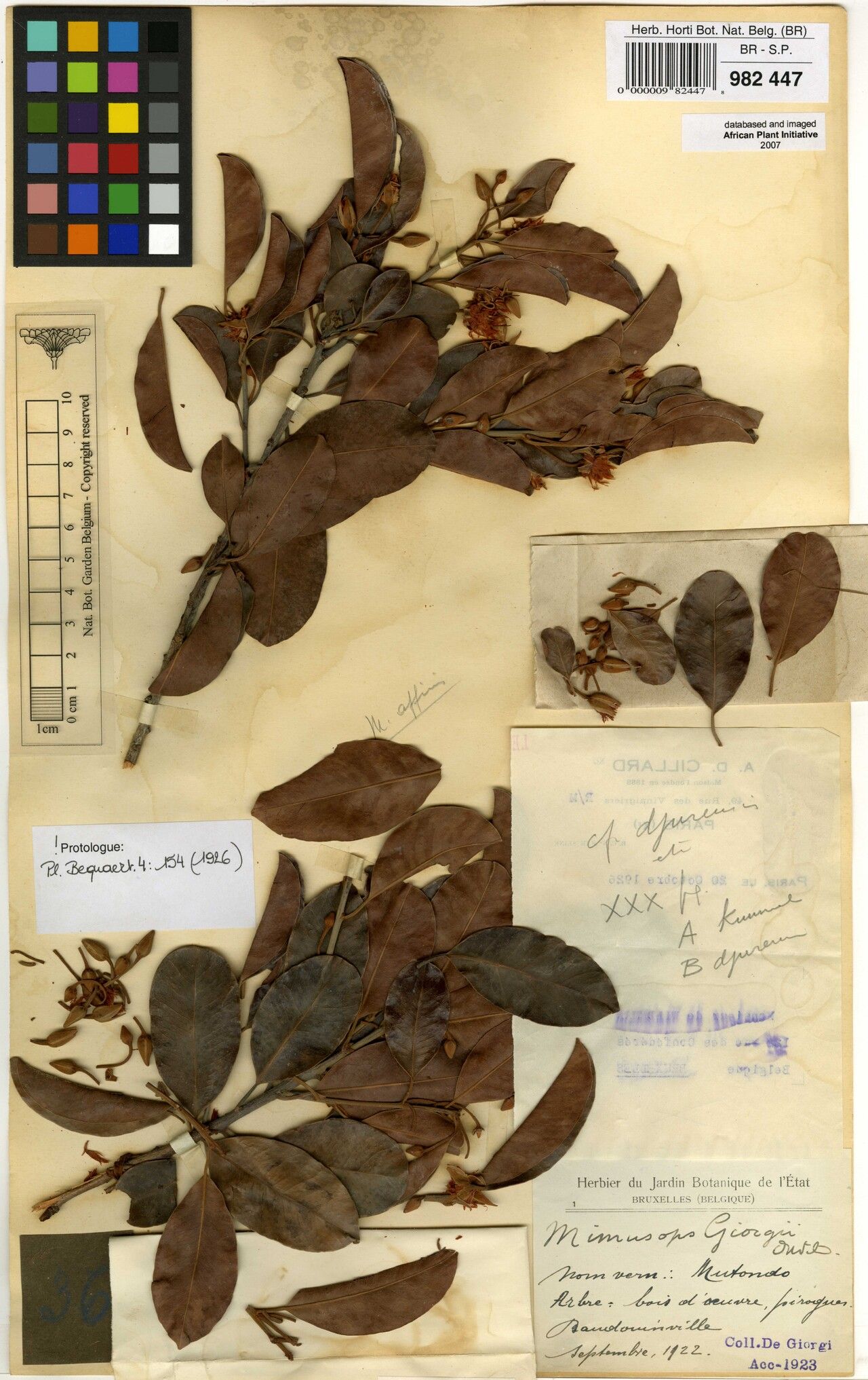 Mimusops giorgii — houseplant care guide