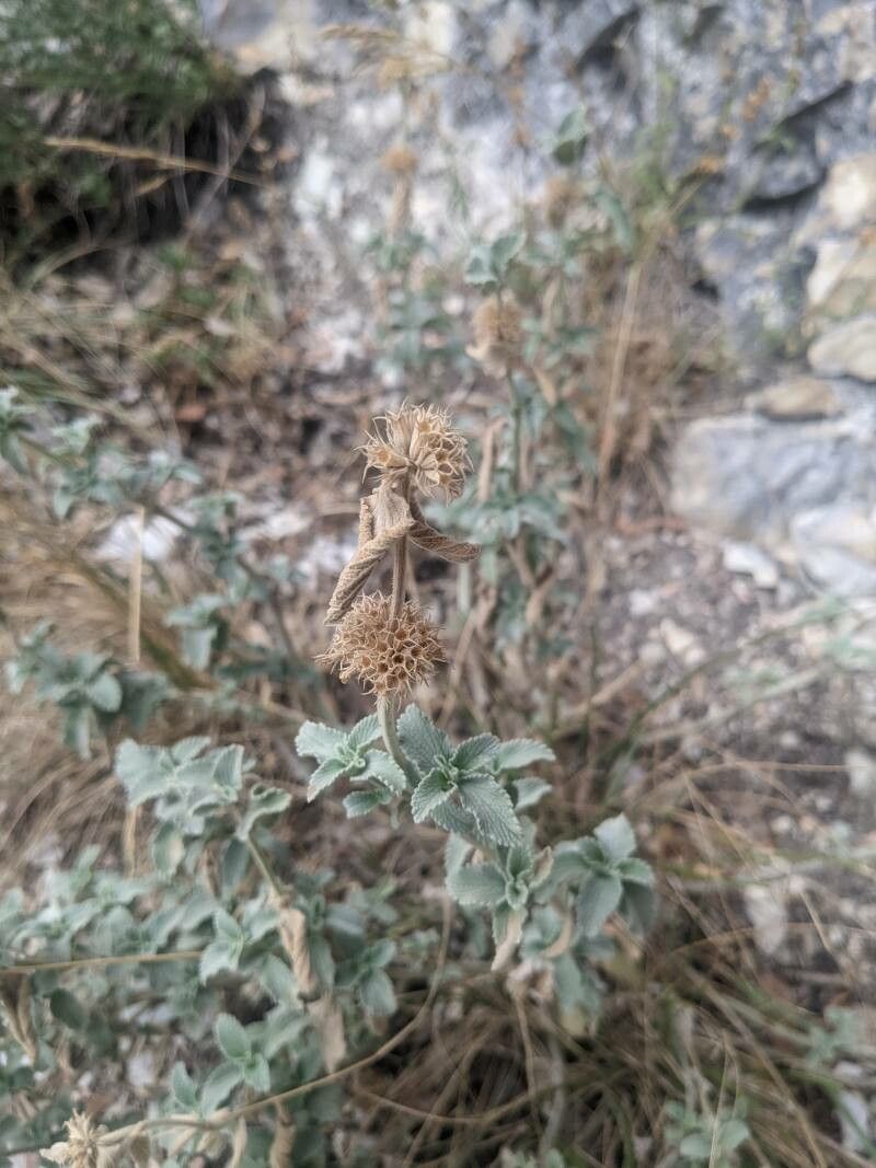 Marrubium incanum fruit