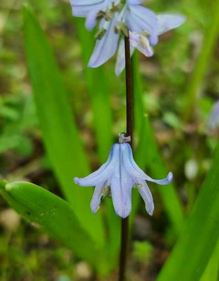 Scilla mesopotamica — search result for 'Scilla'