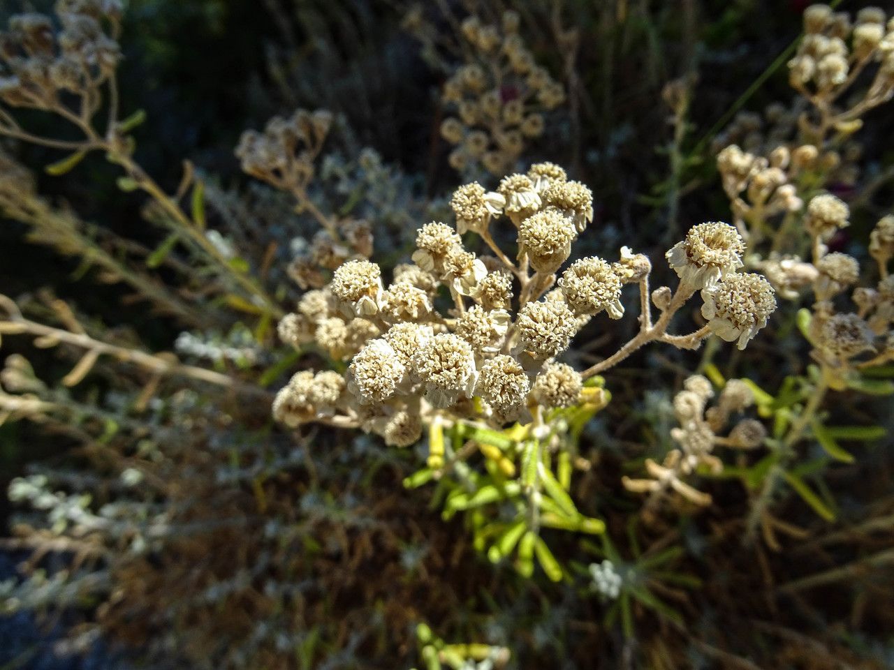 Achillea cretica flower