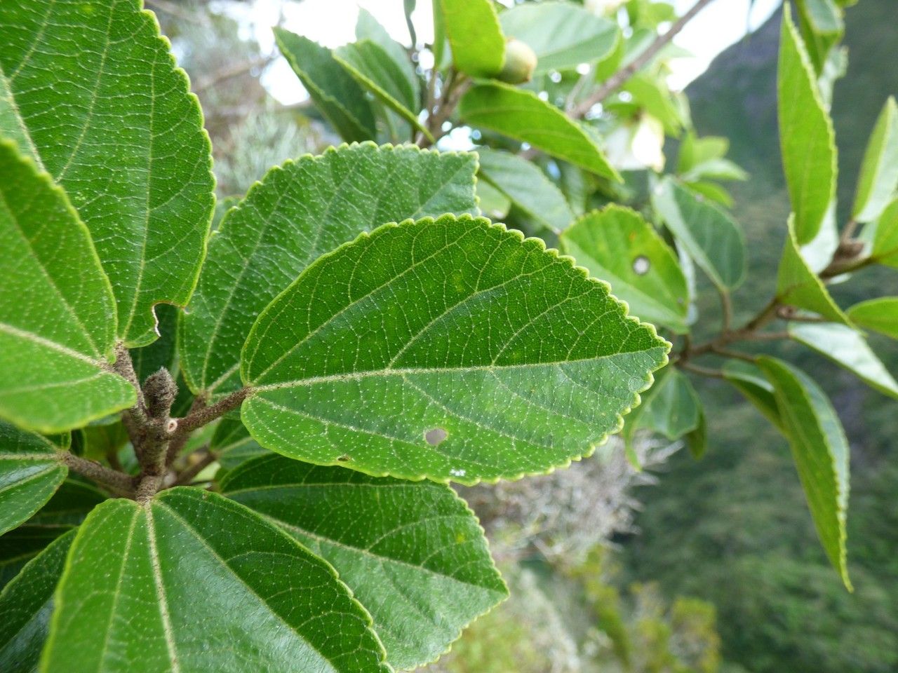 Trochetia granulata leaf