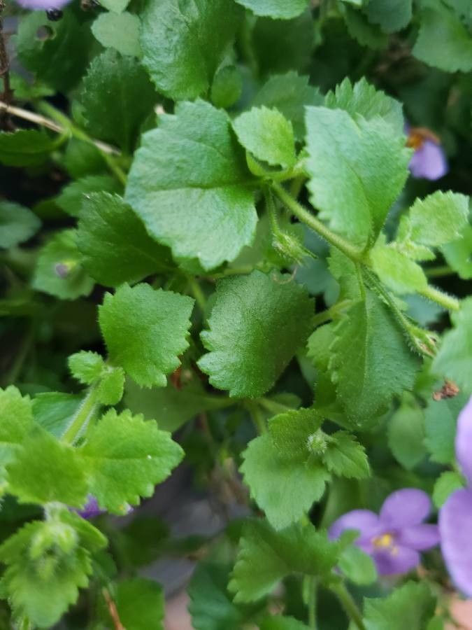 Sutera cordata — search result for 'Scrophulariaceae'