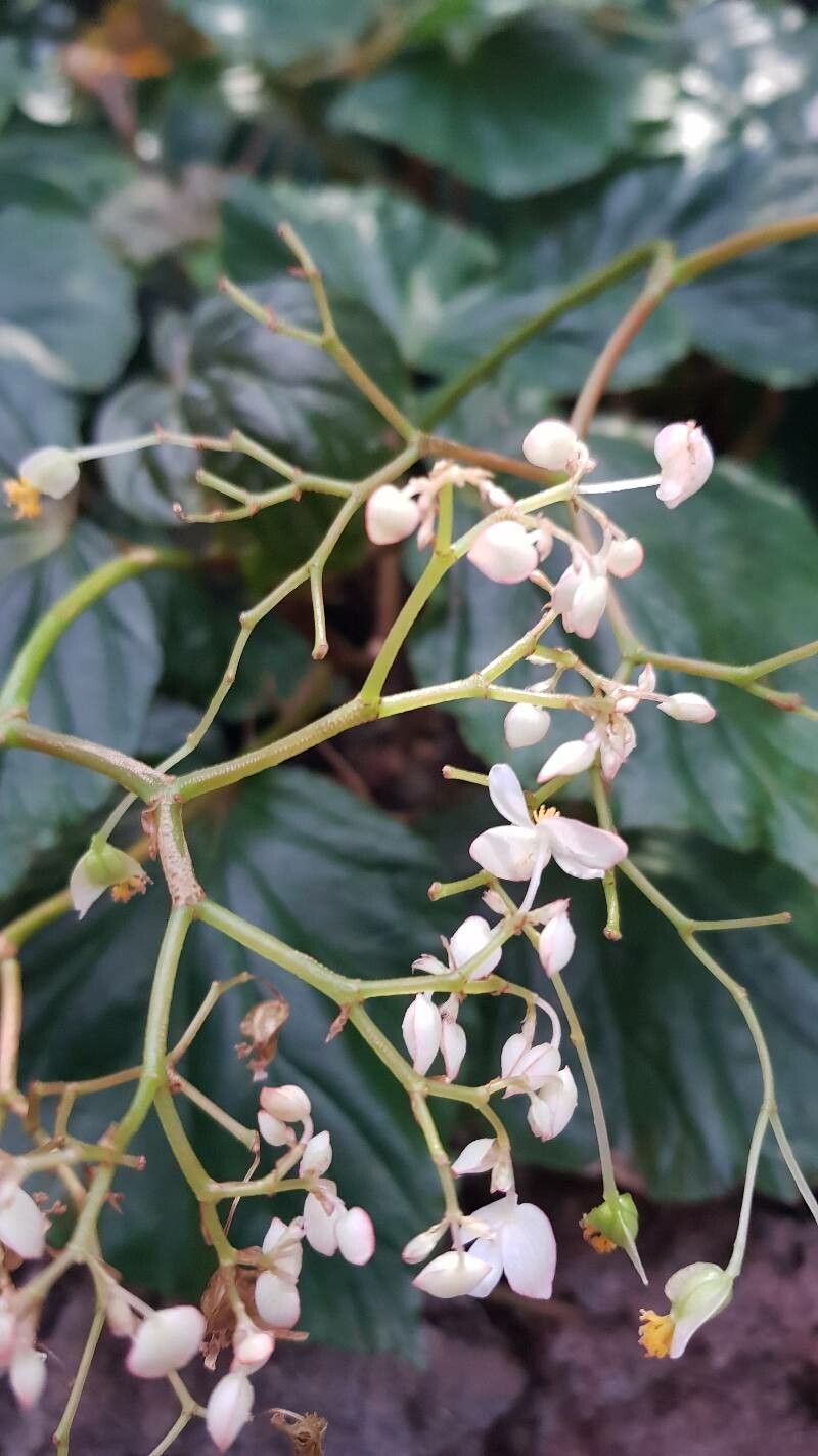 Begonia brachypoda flower