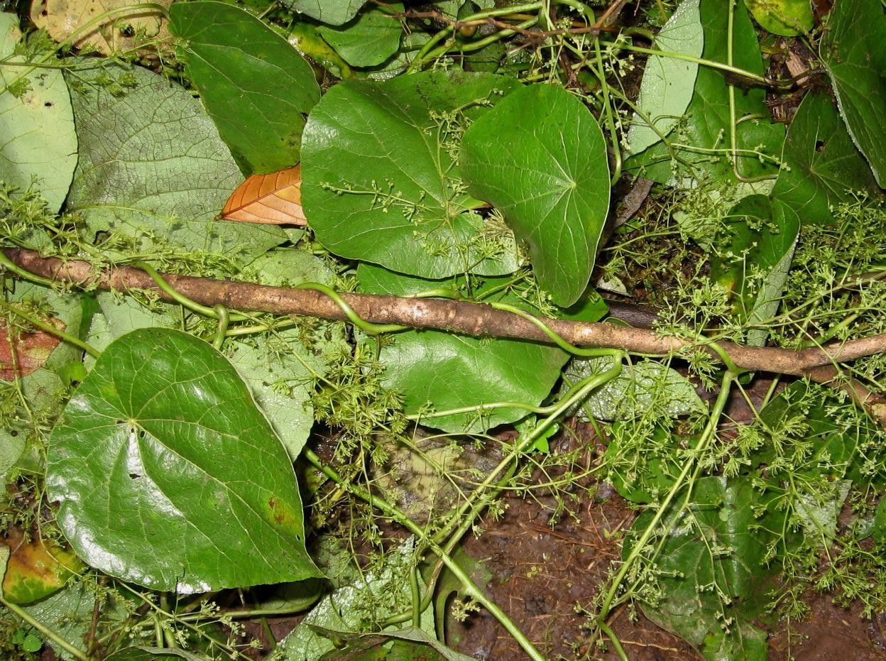 Cissampelos grandifolia other