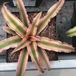 Cryptanthus bivittatus