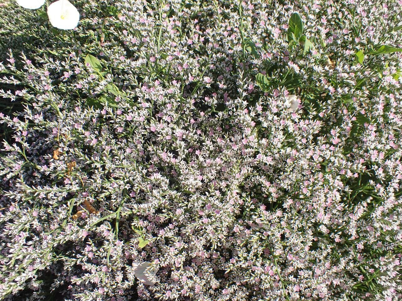Goniolimon tataricum habit