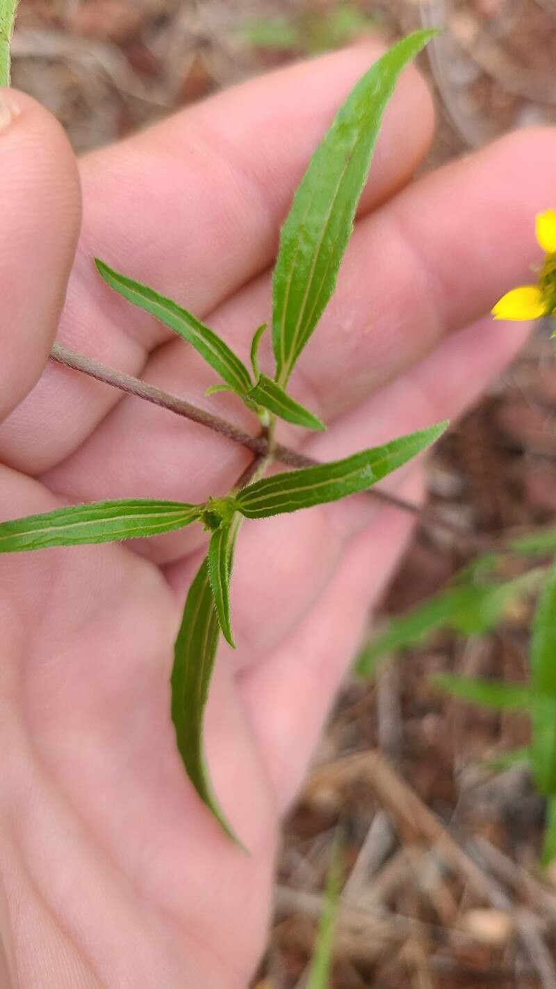 Sanvitalia abertii leaf