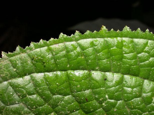 Clidemia epiphytica — related species from the same genus