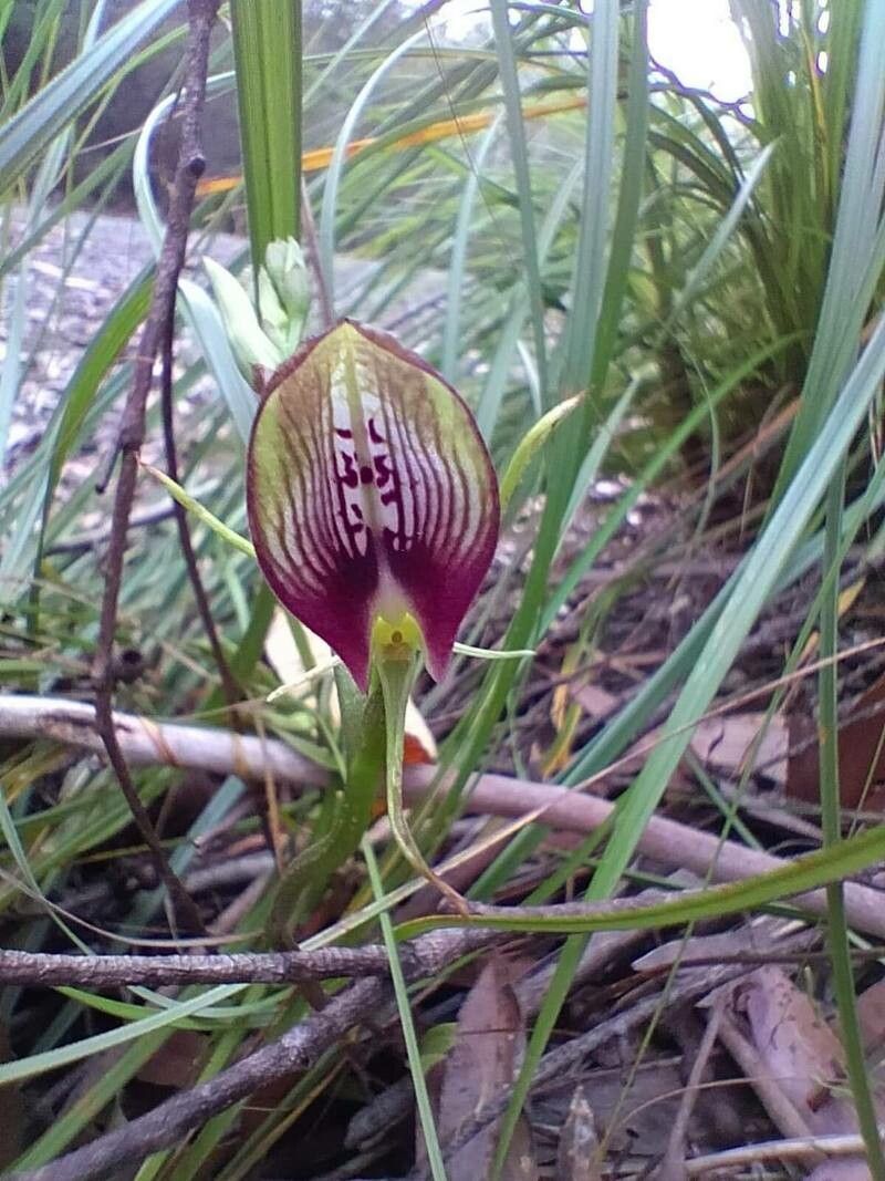 Cryptostylis erecta flower