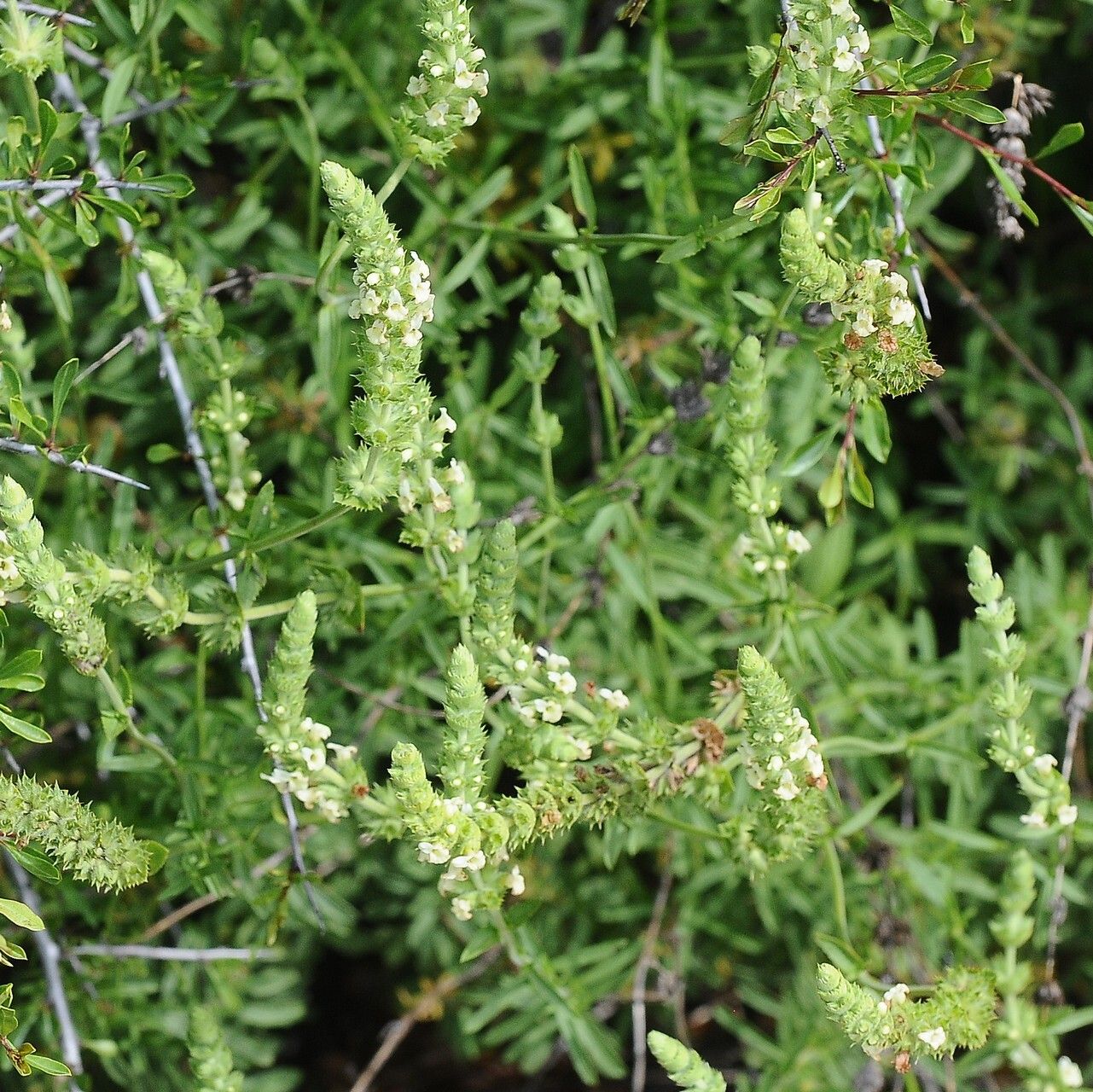 Sideritis arborescens flower