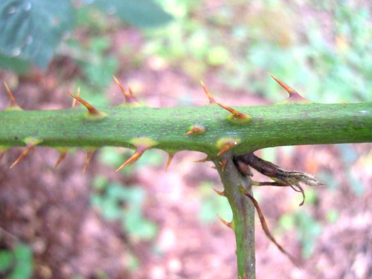 Rubus senticosus bark