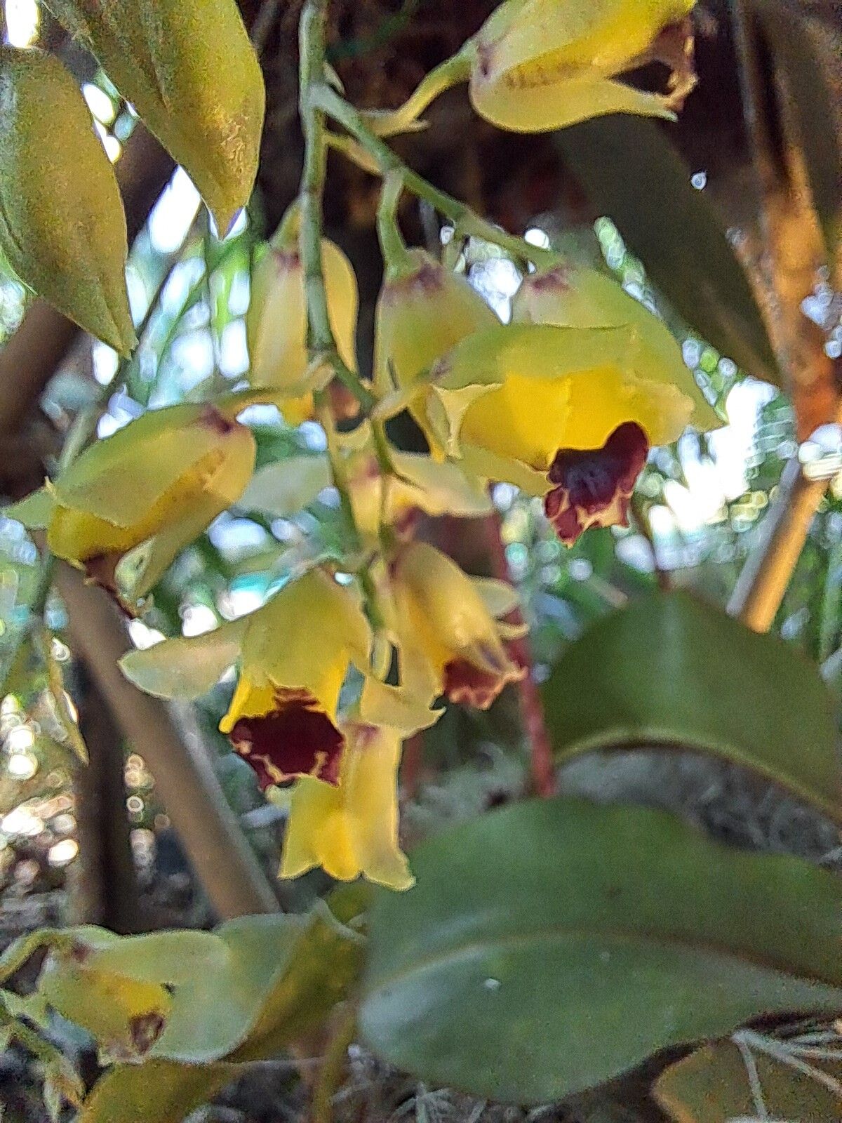 Gomesa echinata — houseplant care guide