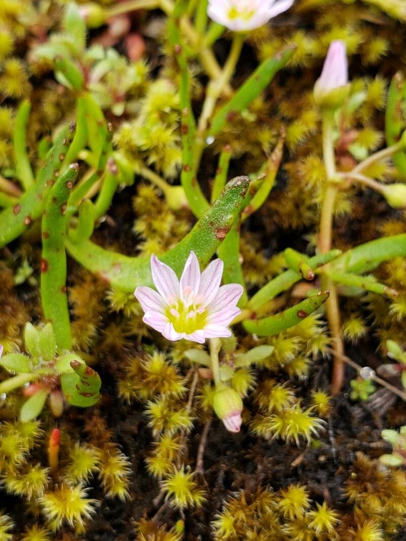 Lewisia pygmaea flower