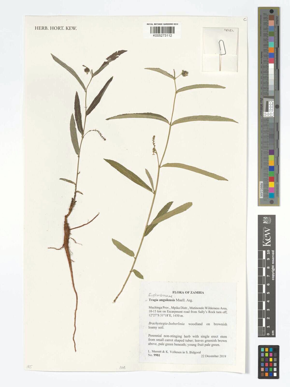 Tragia lukafuensis — houseplant care guide