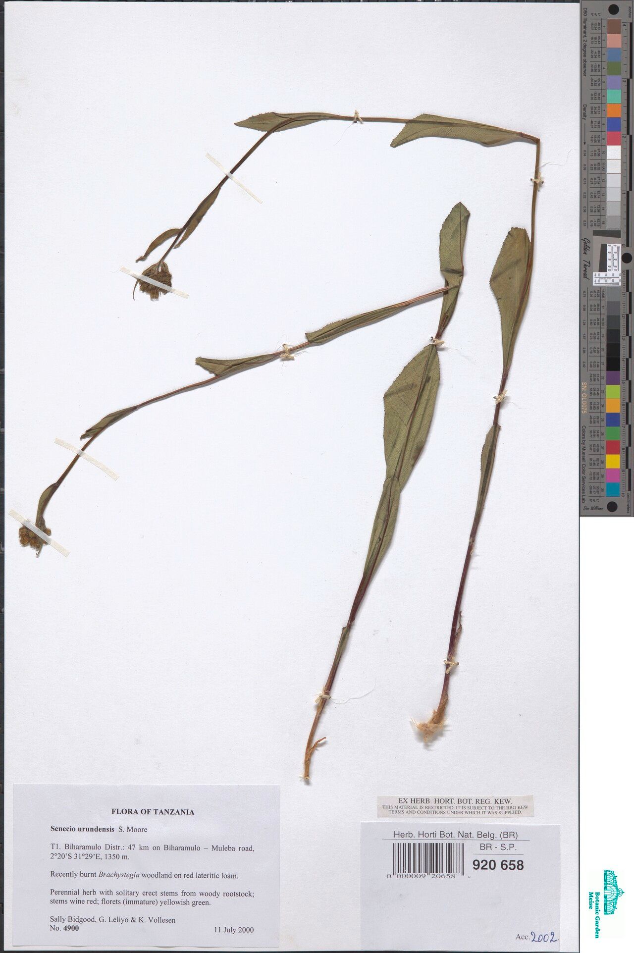 Senecio urundensis — houseplant care guide