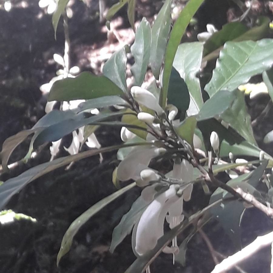 Oxera microcalyx — houseplant care guide