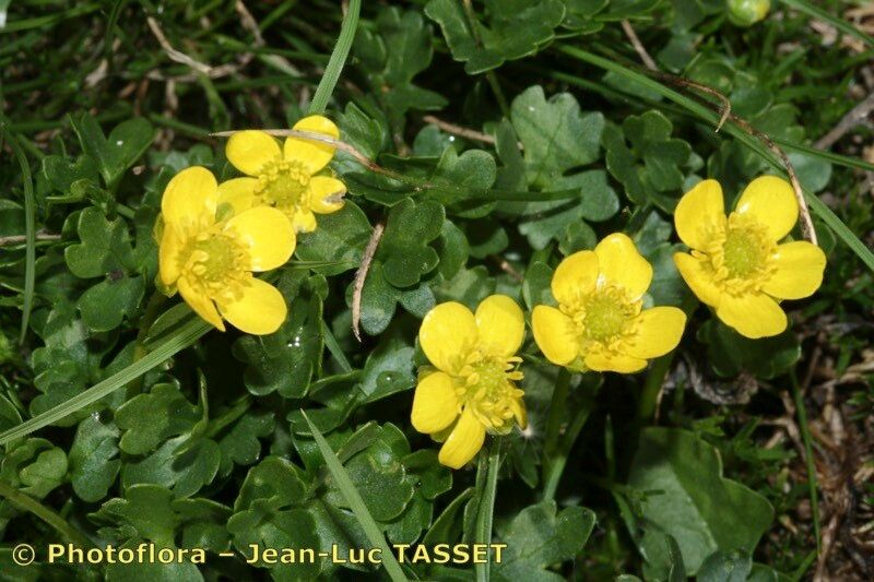 Ranunculus marschlinsii — houseplant care guide