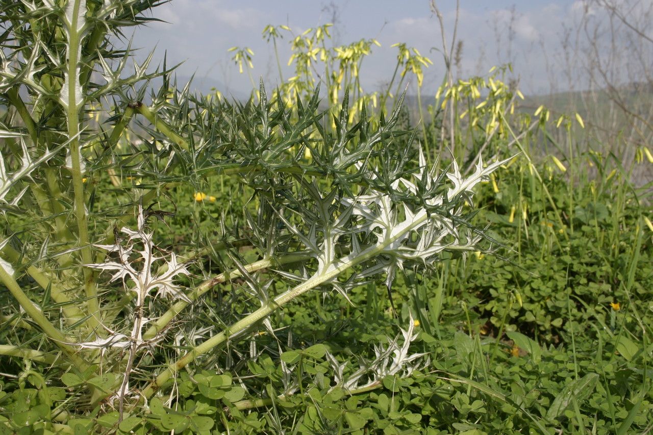 Echinops bovei habit