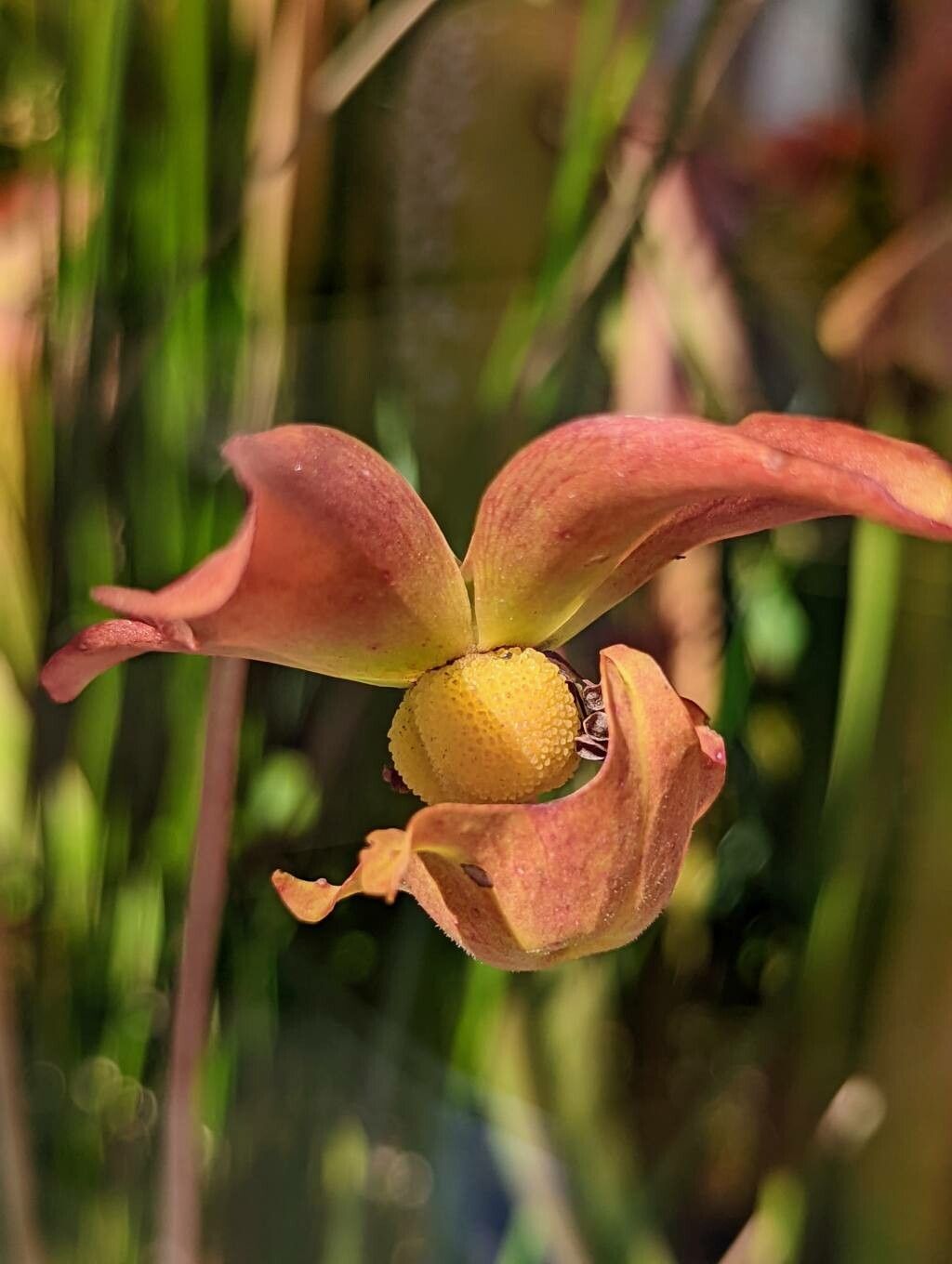 Sarracenia minor other
