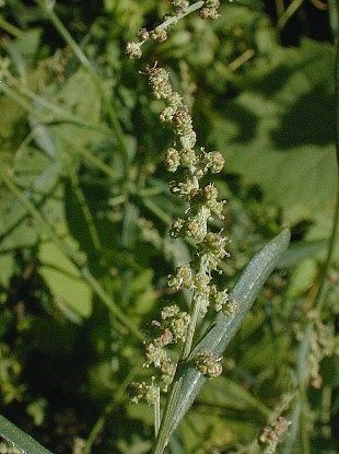 Chenopodium standleyanum habit
