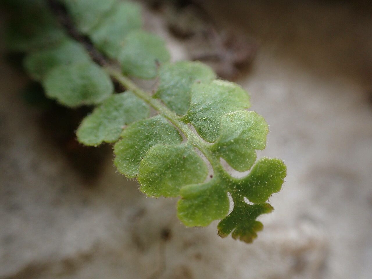Asplenium petrarchae leaf