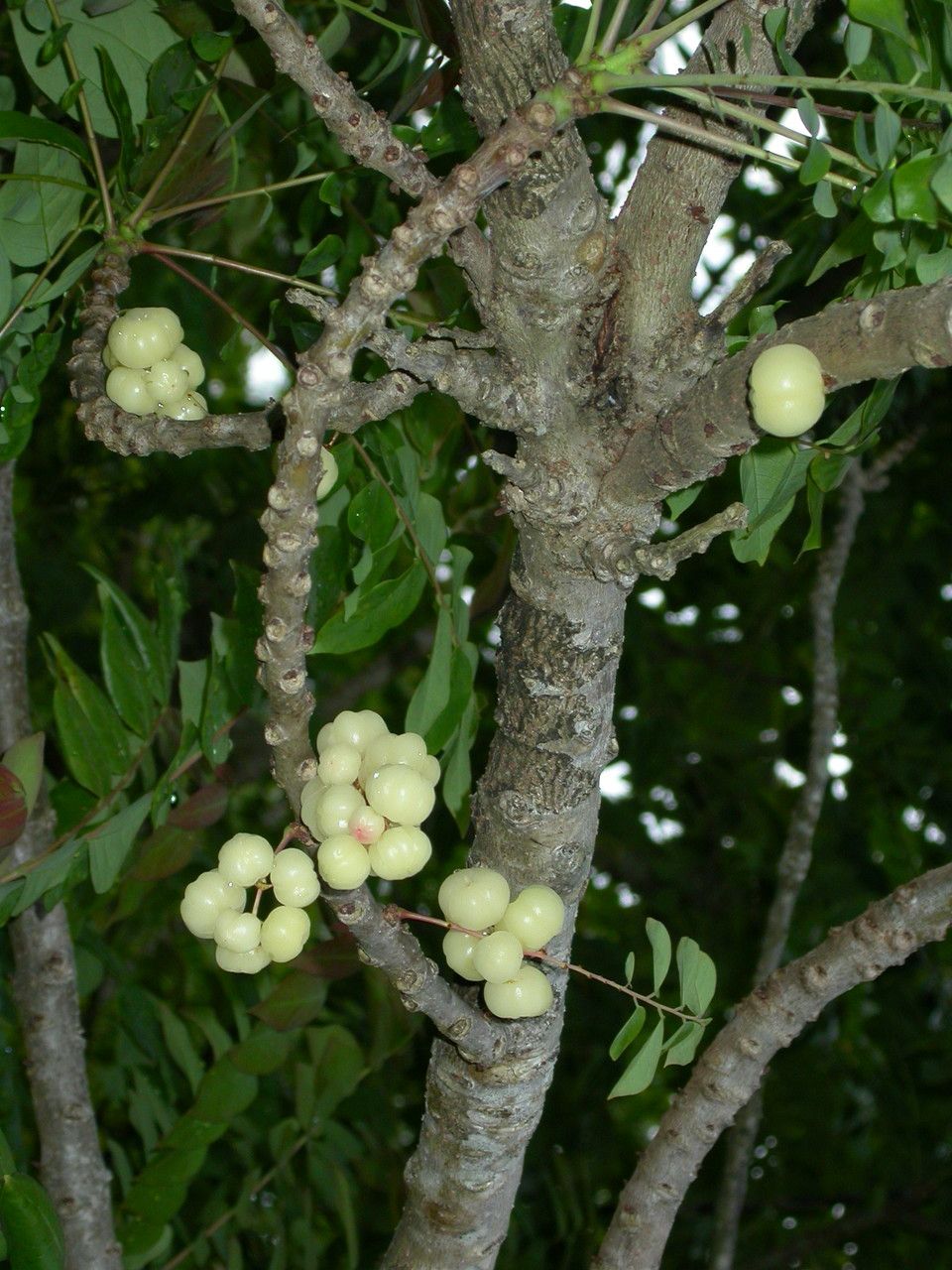 Phyllanthus acidus fruit