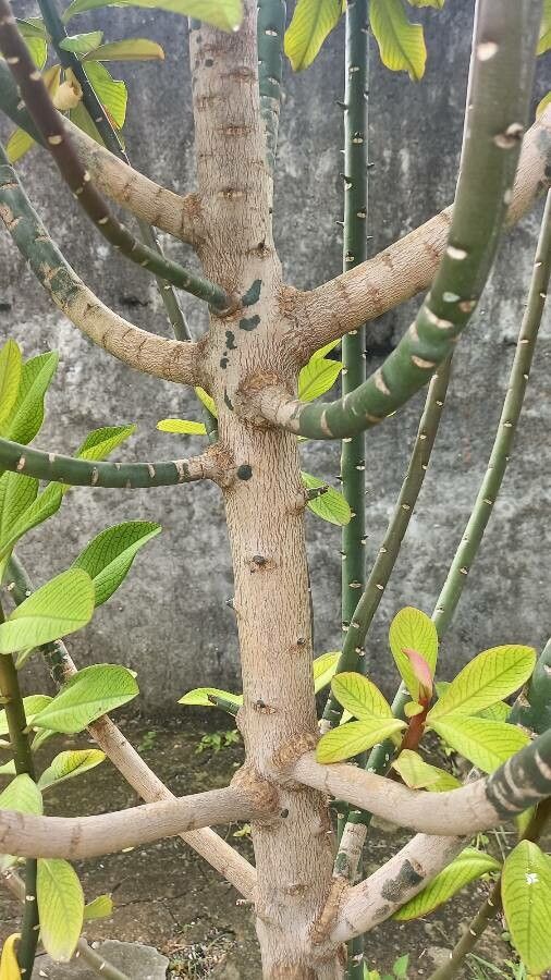 Himatanthus drasticus bark