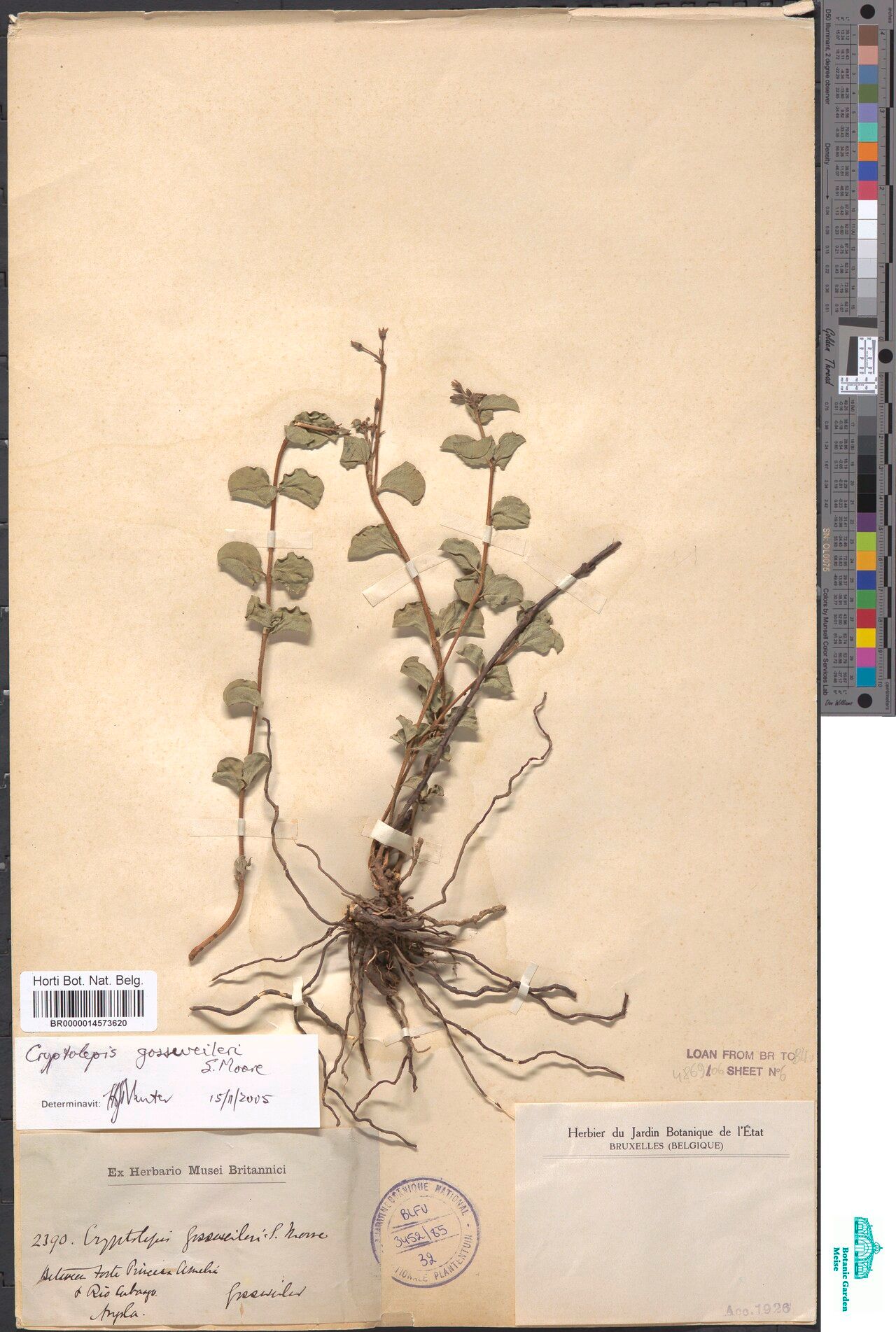 Cryptolepis gossweileri — houseplant care guide