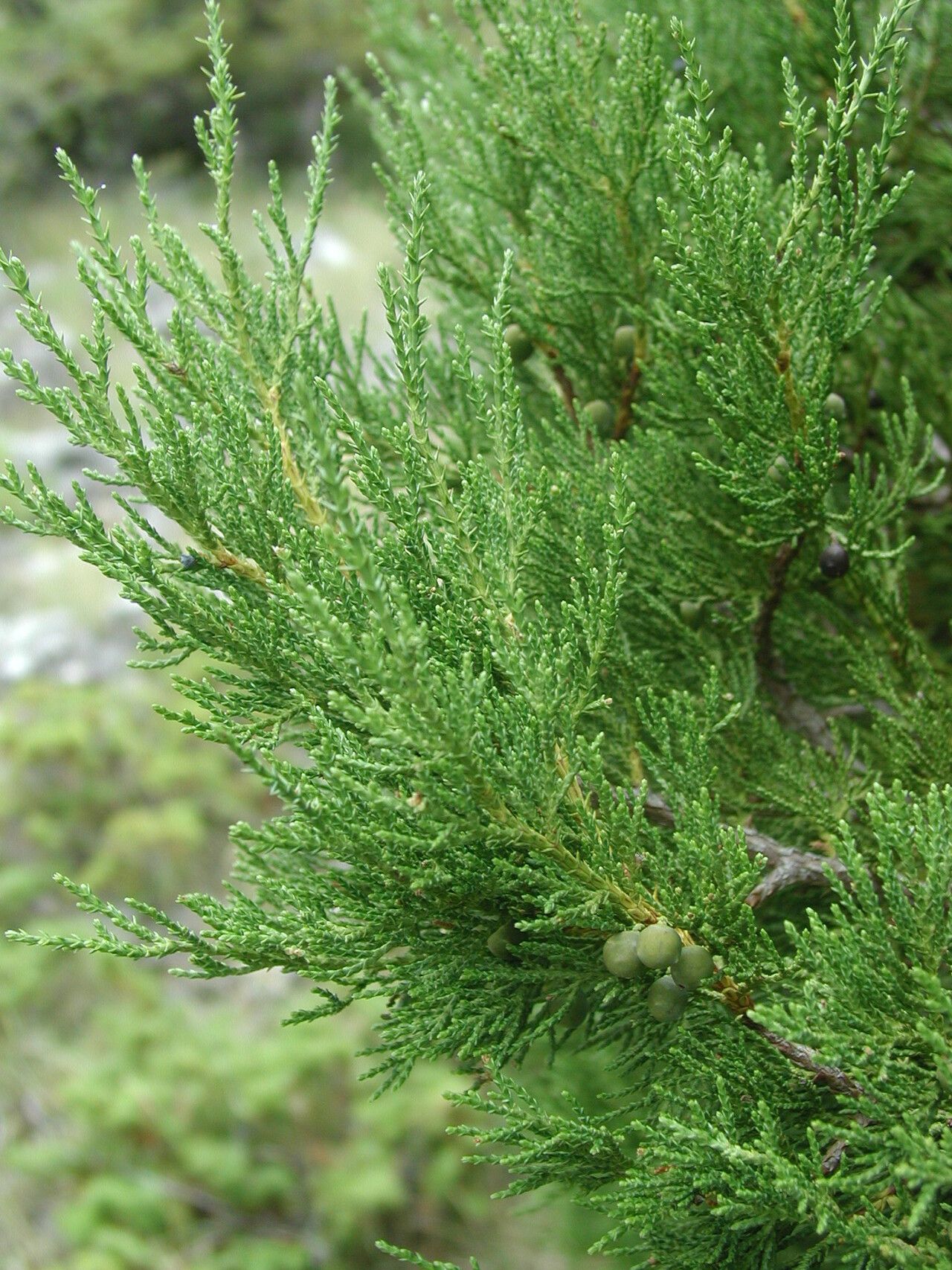 Juniperus excelsa leaf