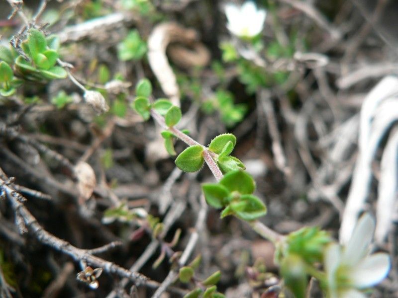 Arenaria multicaulis leaf