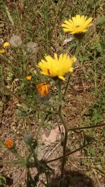 Crepis foetida flower