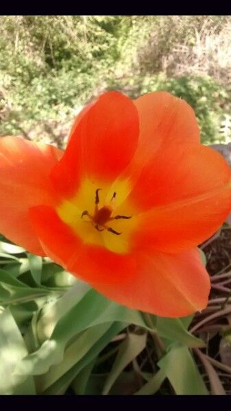 Tulipa aximensis flower
