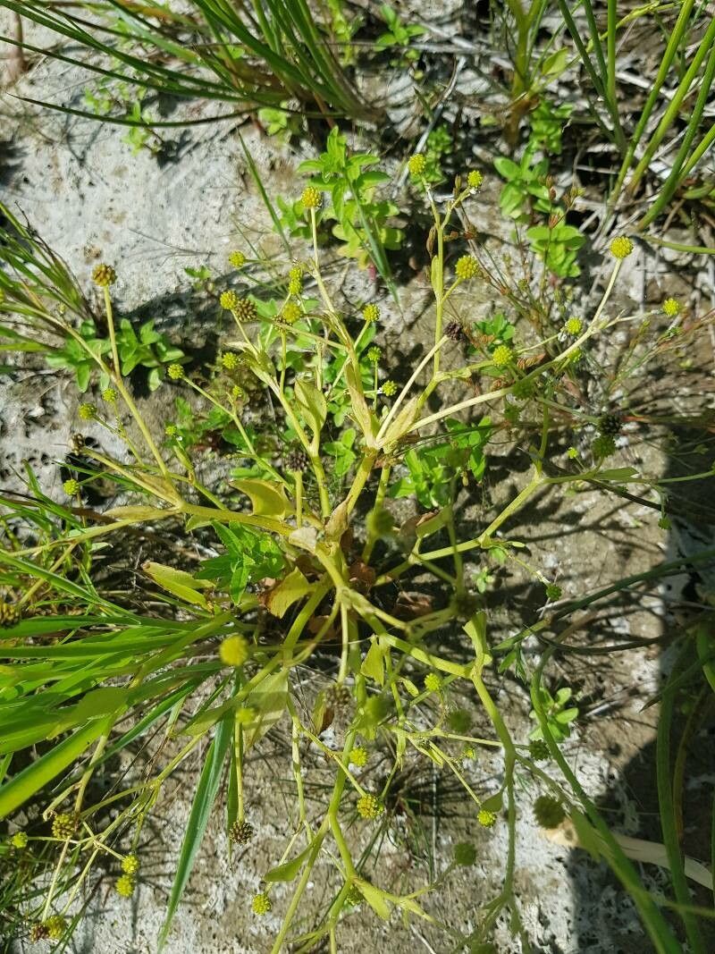 Ranunculus lateriflorus fruit