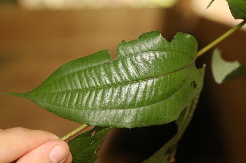 Miconia fragilis leaf
