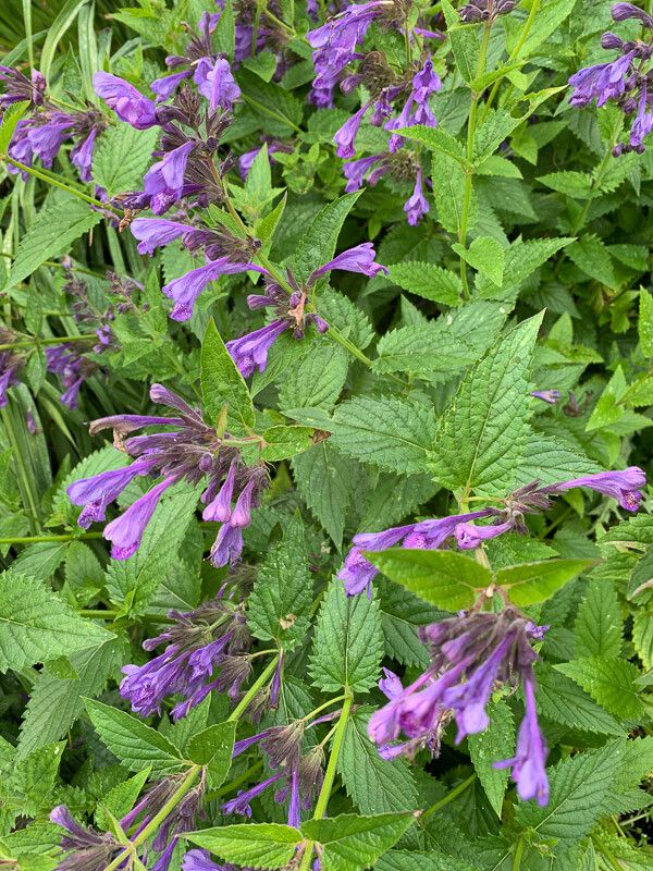 Nepeta subsessilis — search result for 'Nepeta'