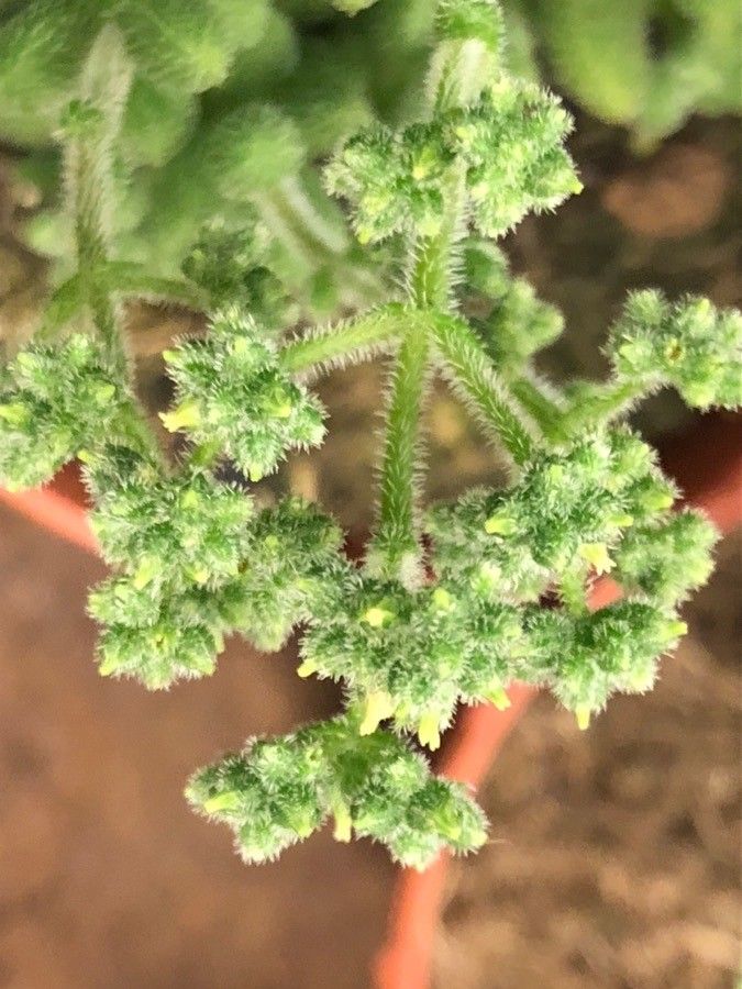 Crassula lanuginosa flower