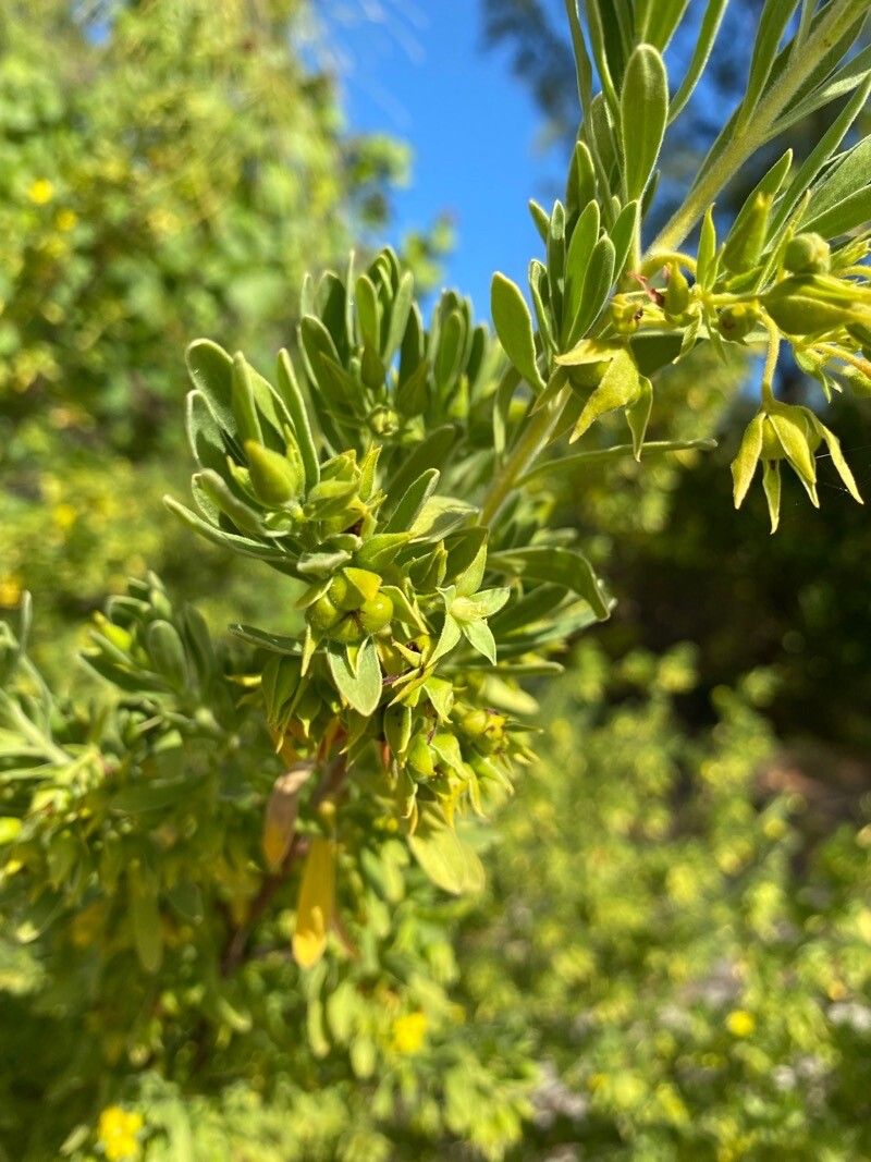 Suriana maritima fruit