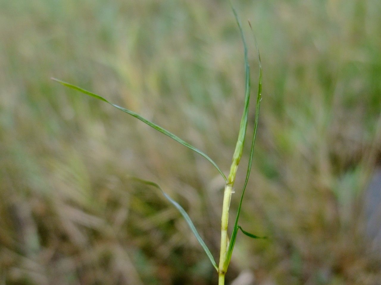 Zannichellia palustris bark