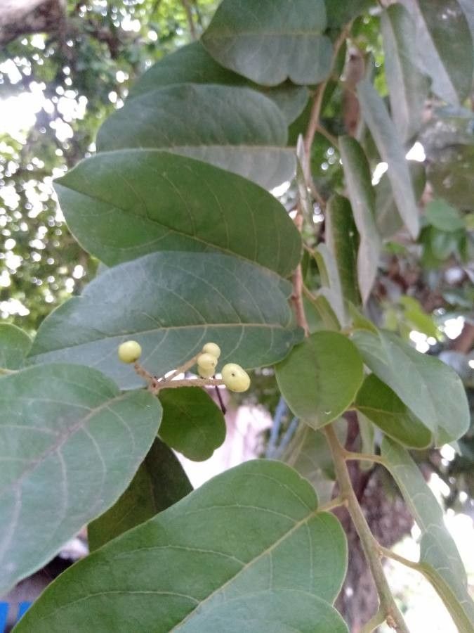 Antidesma ghaesembilla other