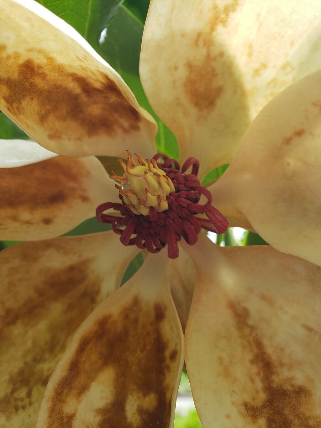 Magnolia × wieseneri flower